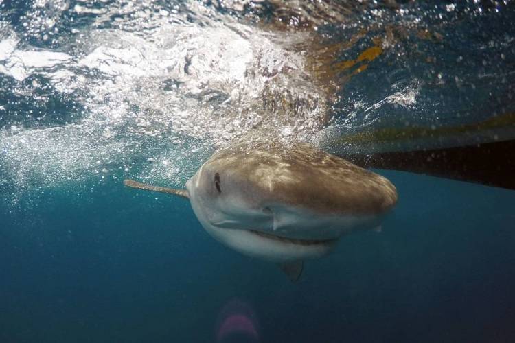 Bahamas: German tourist missing after shark attack