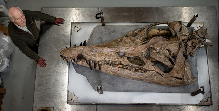 The skull of a colossal Huge sea monster emerges from Dorset cliffs