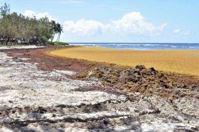 Barbados exploring initiatives to deal with sargassum
