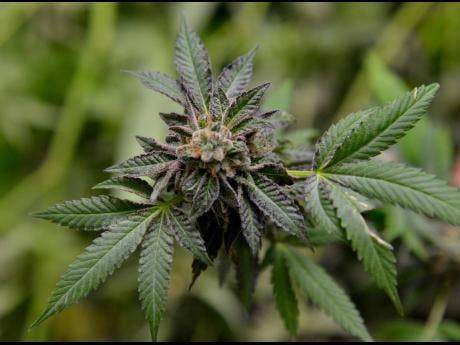 Jamaica: Rastafarians concerned their right to use ganja being eroded following conviction of 'Ras N