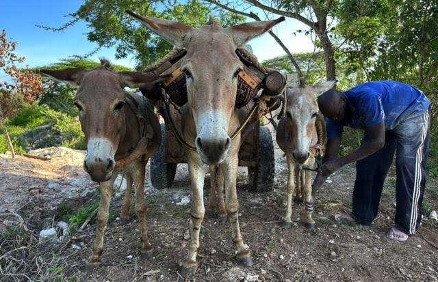 African Union banned 'Brutal' donkey skin trade