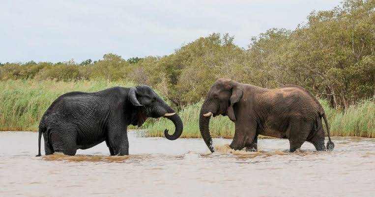 Botswana threatens to dispatch 20,000 elephants to Germany